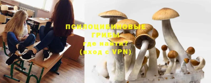 Галлюциногенные грибы Psilocybine cubensis  Усть-Лабинск 